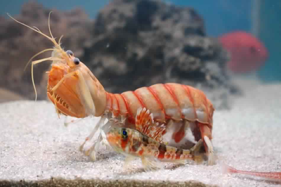 Представитель Семейства Bathysquillidae